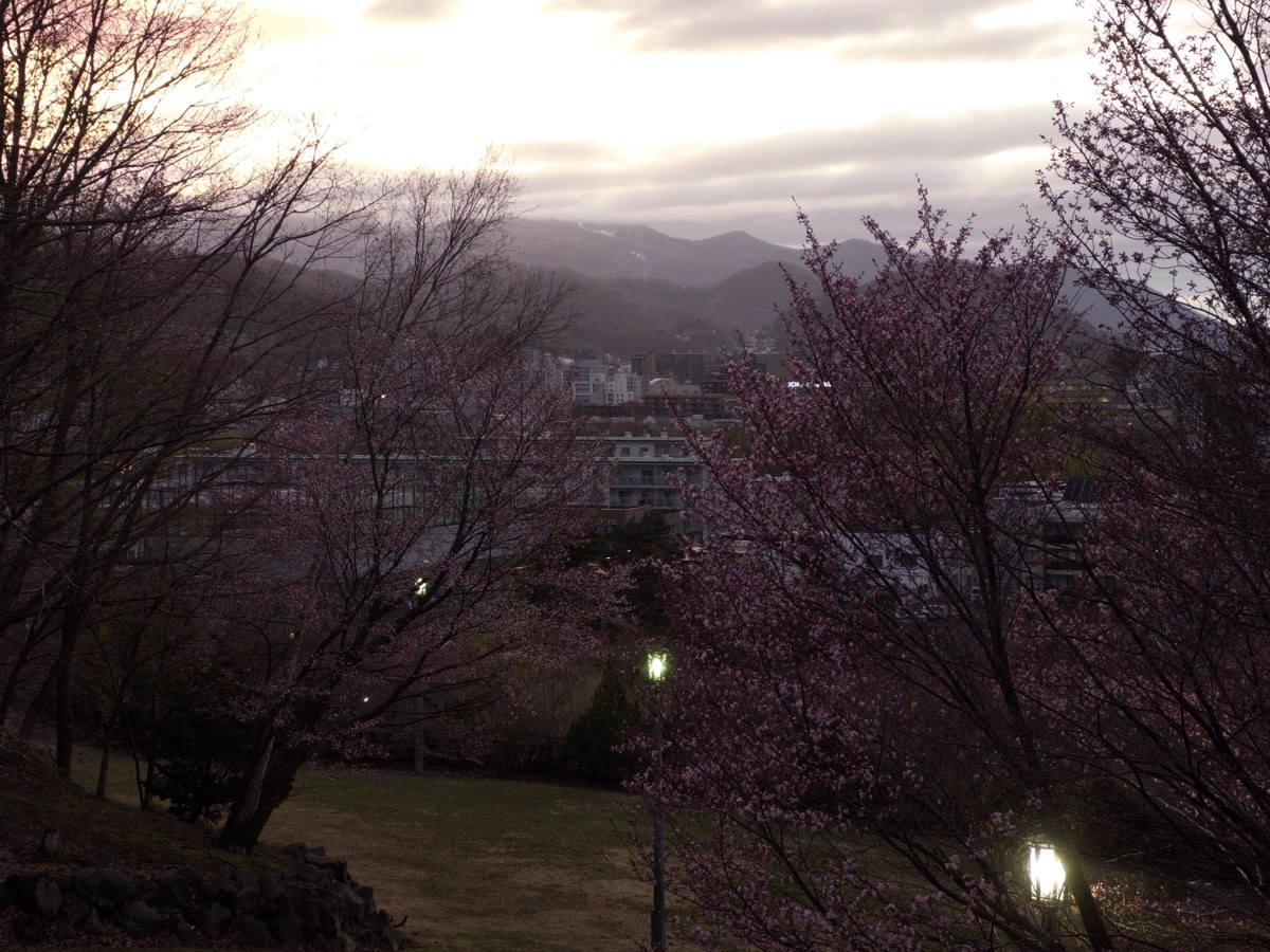 A twilight view of Sapporo, Japan from Tenjinyama hill, looking northwest. Cherry blossom trees with pink flowers frame the foreground, with some park lamps illuminated along a path. Below stretches an urban landscape with apartment buildings and houses, extending to the city center. Mountains rise in the background under a cloudy, dusky sky. The scene captures the contrast between the delicate cherry blossoms and the developed city nestled in a mountain valley.