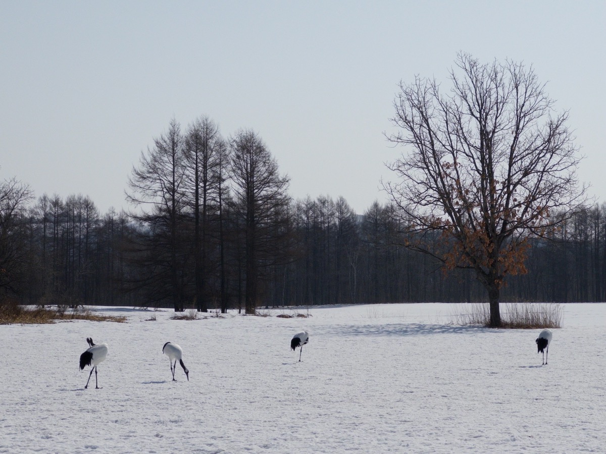 Four red-crowned cranes with white bodies, black wingtips, and bright red patches on their heads stand in a snow-covered field in Tsurui, Hokkaido, Japan. The birds are spaced apart on the white snow, with bare winter trees and a forested area in the background under a pale gray winter sky. Some patches of brown vegetation peek through the snow, and a single tree with a few remaining leaves stands to the right.